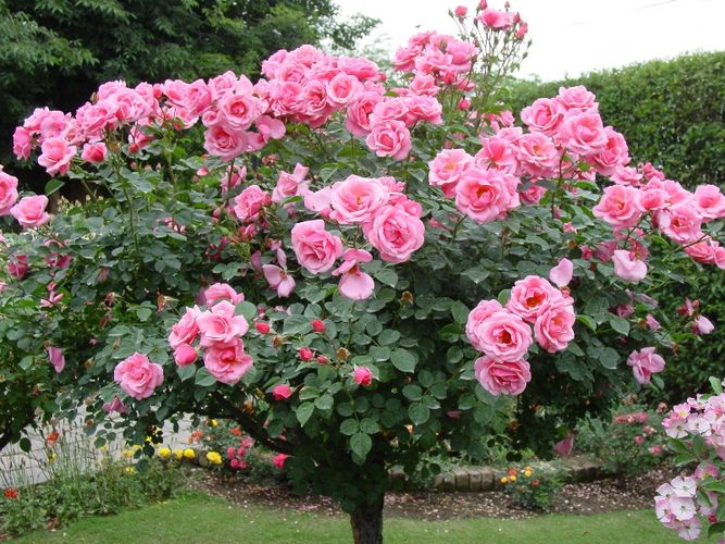 Канадские парковые розы. Сорта, Отзывы, Фото