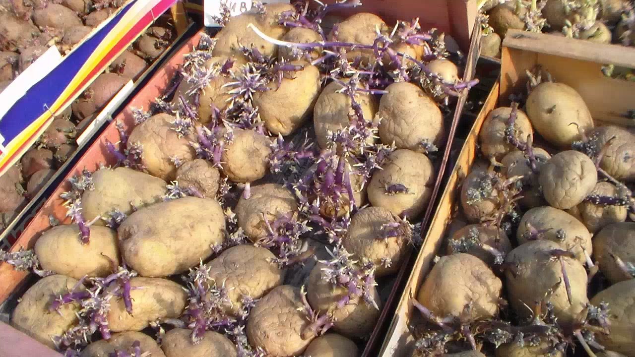 Как получить большой урожай картофеля?