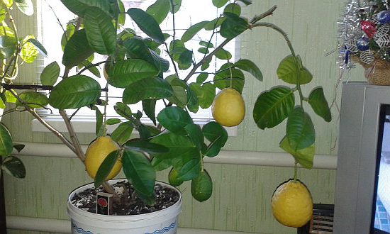 Выращивание лимона дома