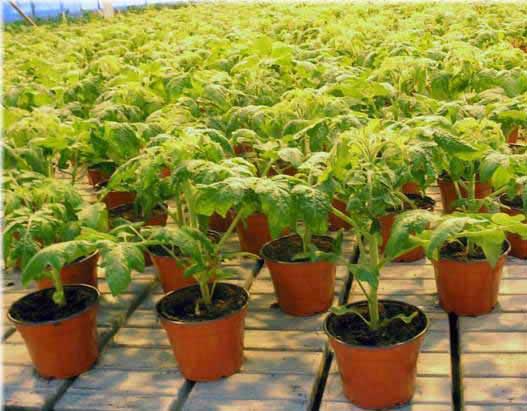 Выращивание рассады помидор скоростным методом